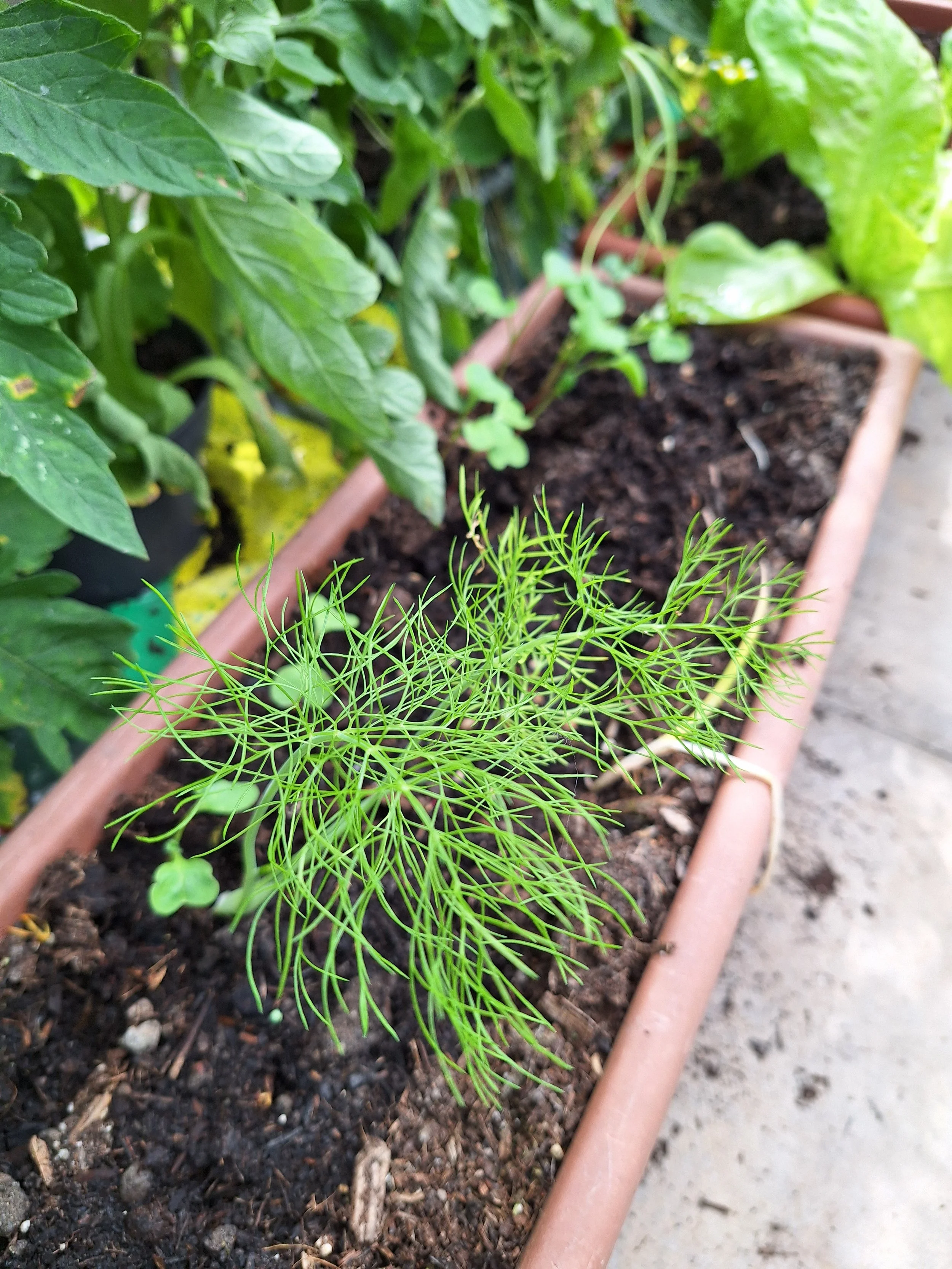 Fennel