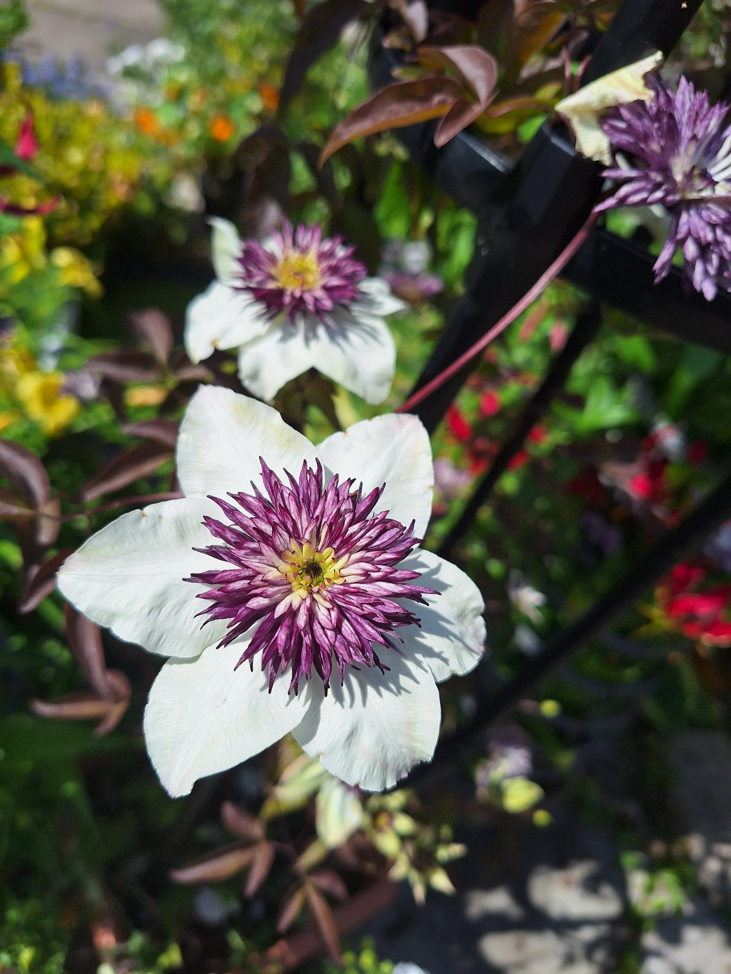Clematis