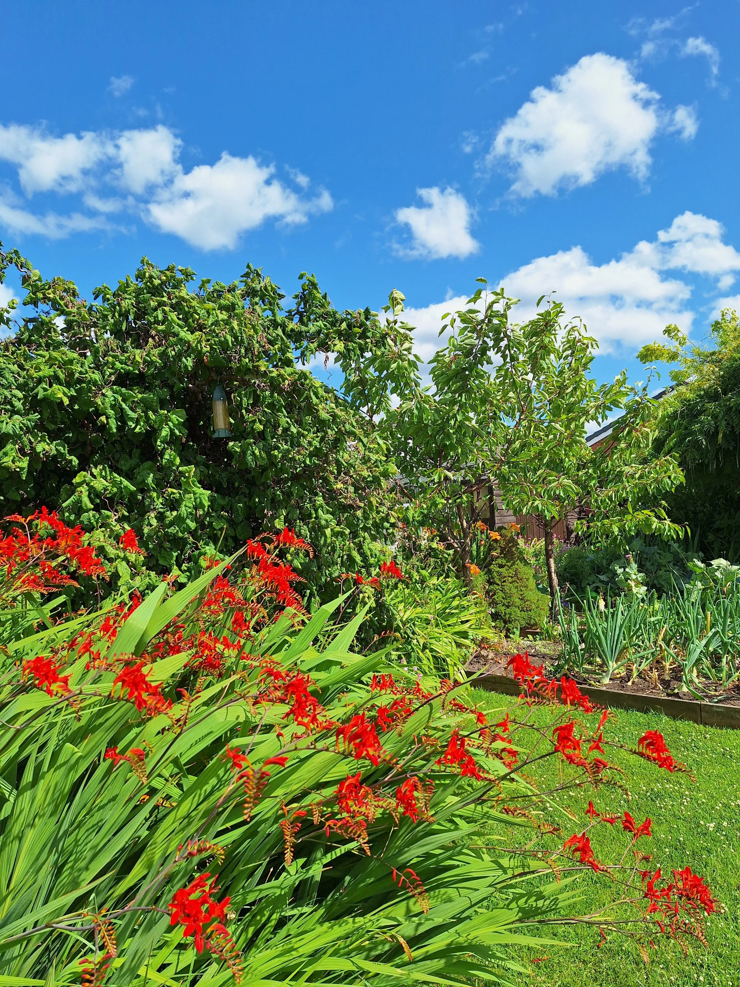 Crocosmia