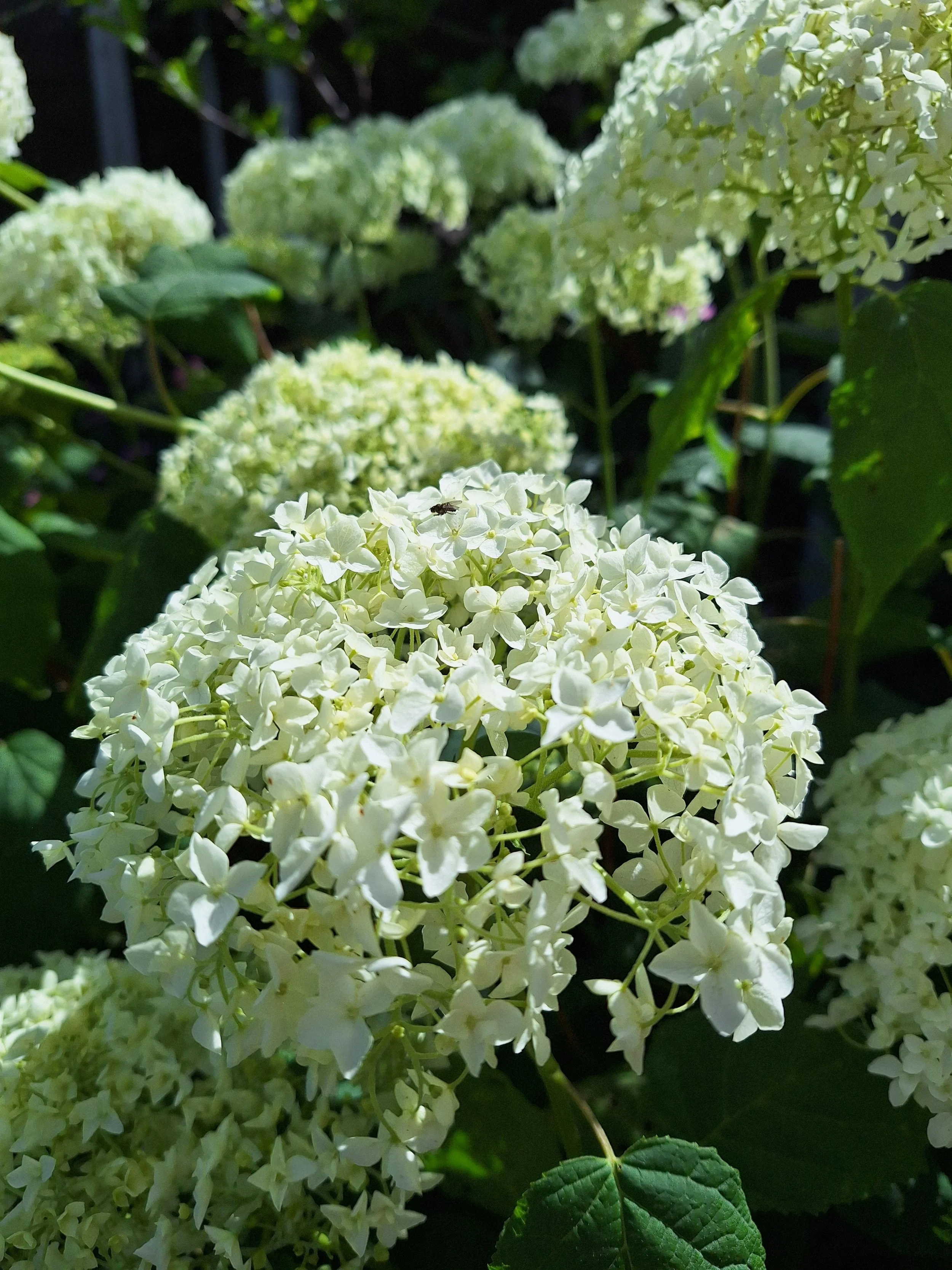 Wild hydrangea