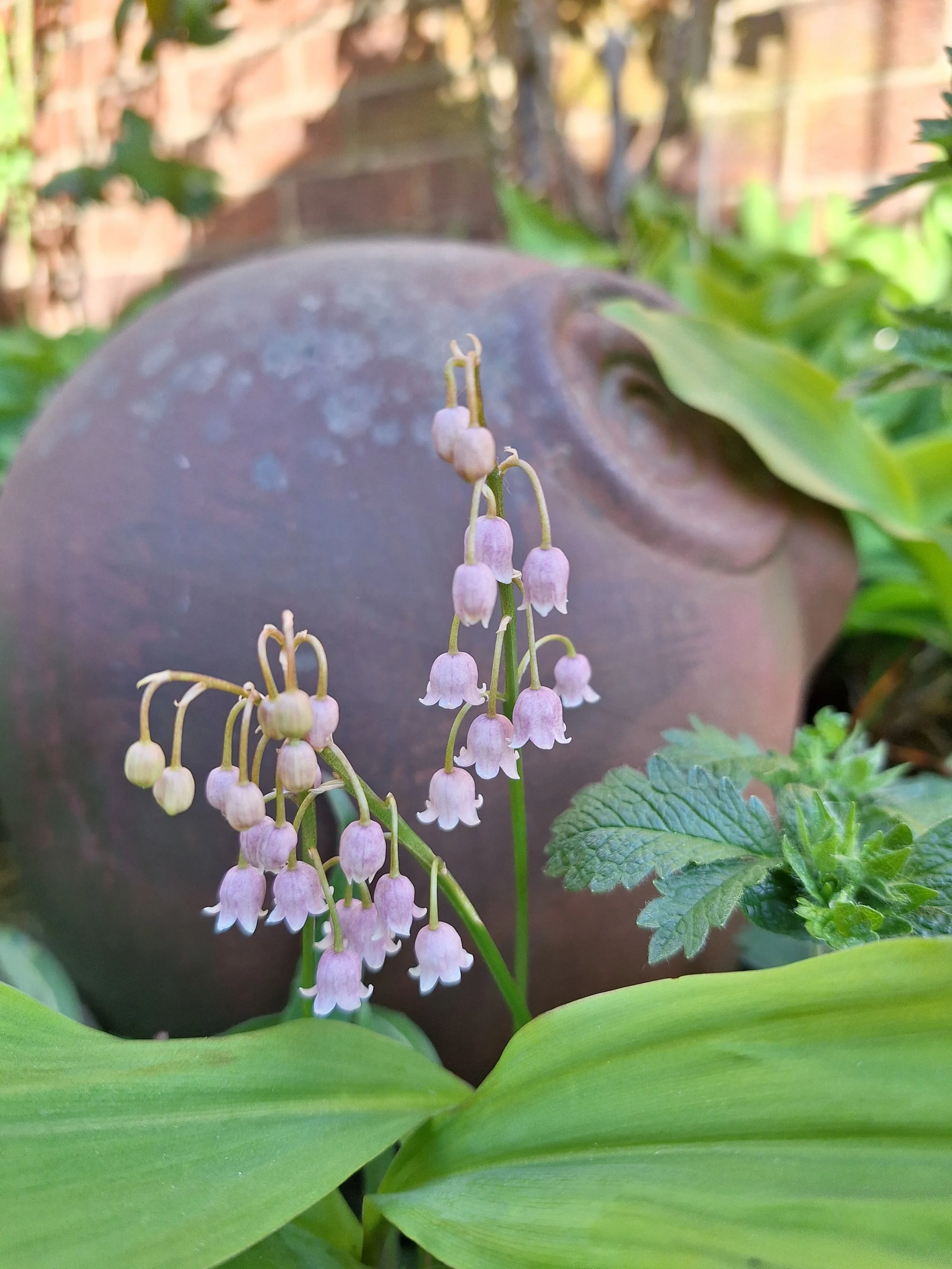 Pink Lily of the valley