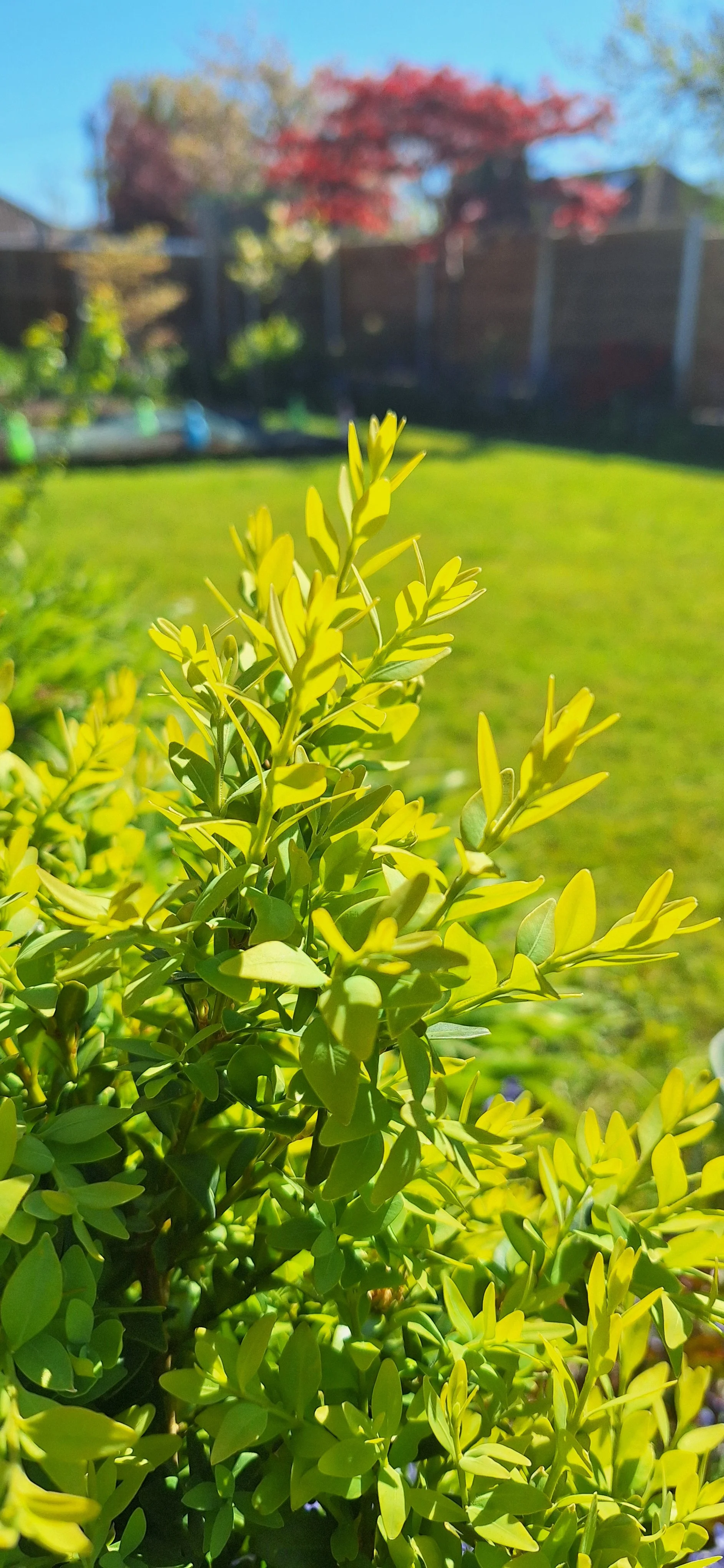Box hedge