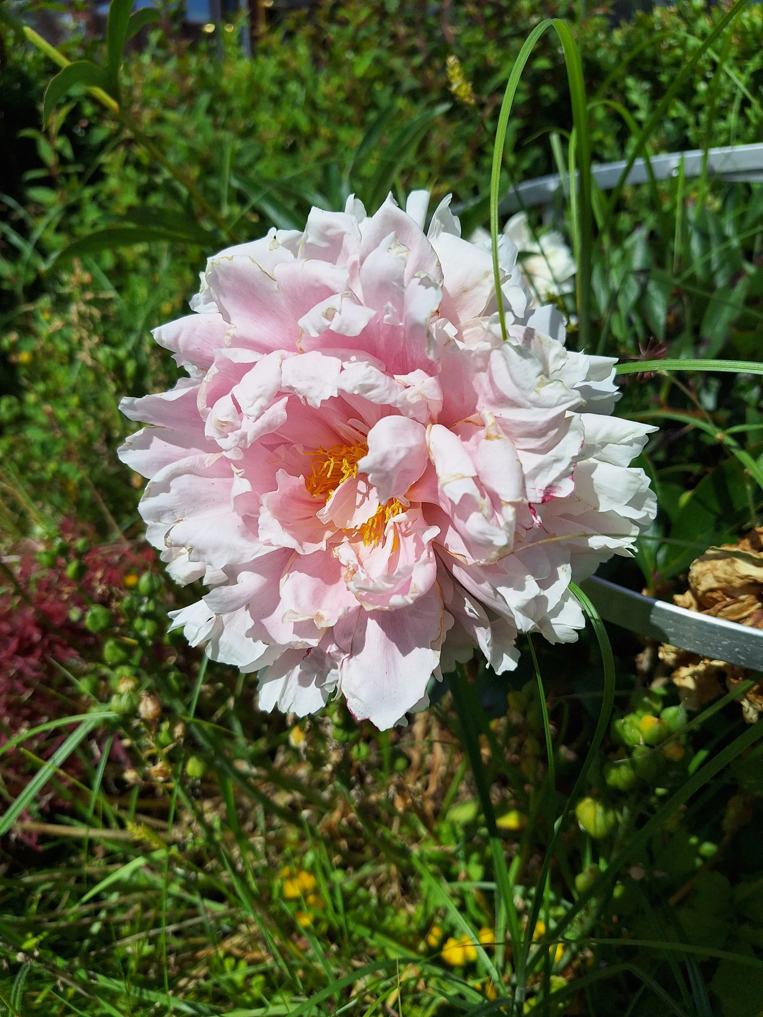 Peony