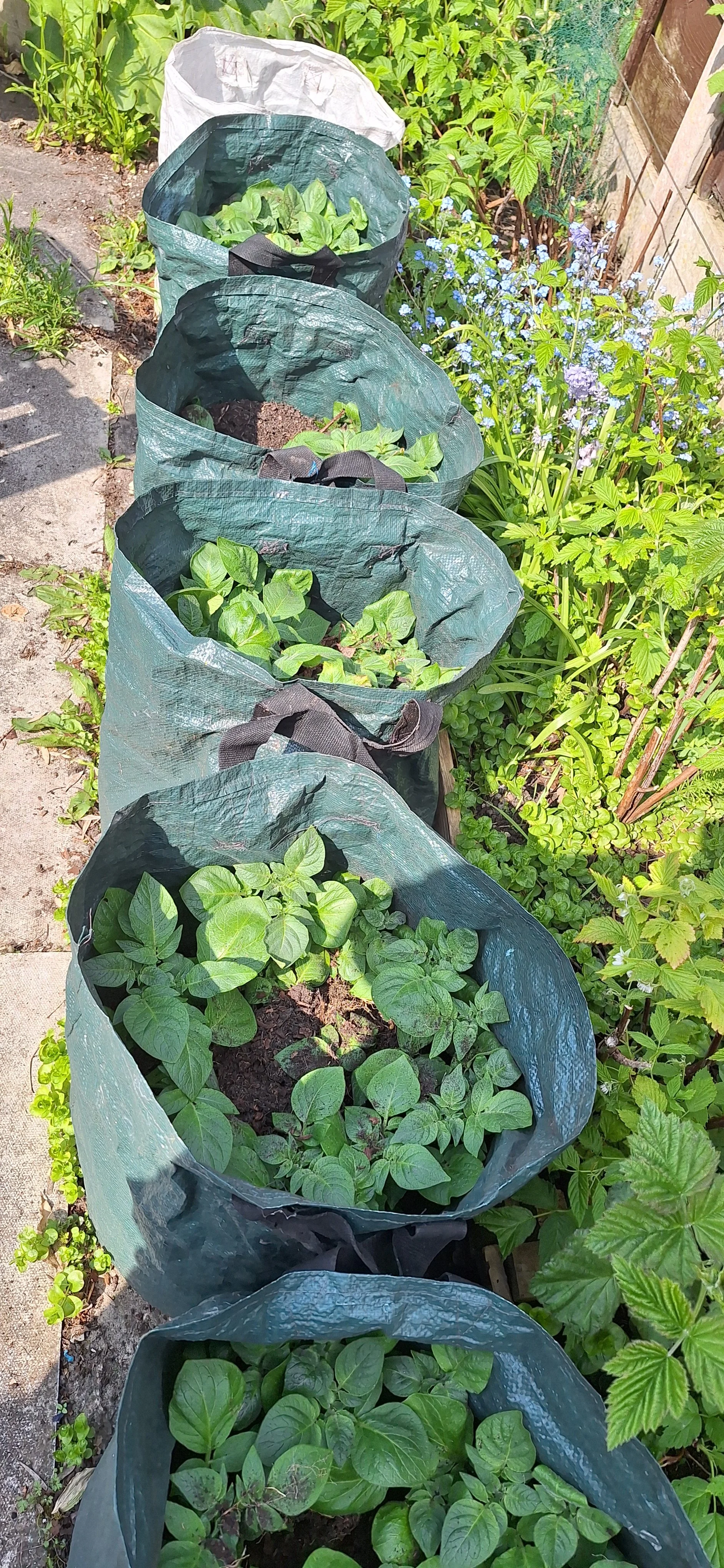 Potatoes