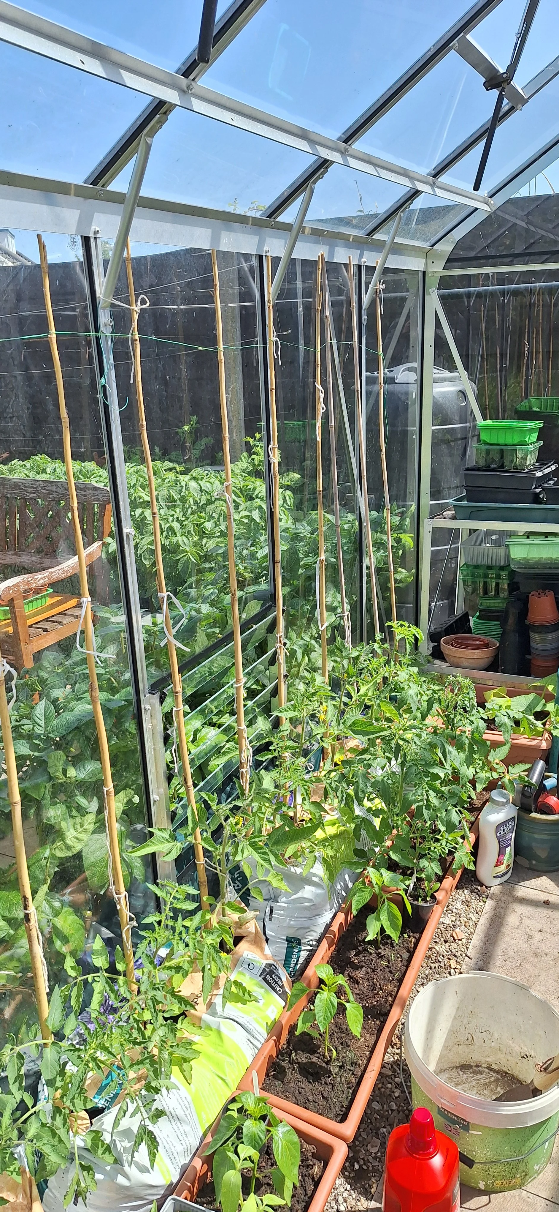 Greenhouse tomatoes and peppers