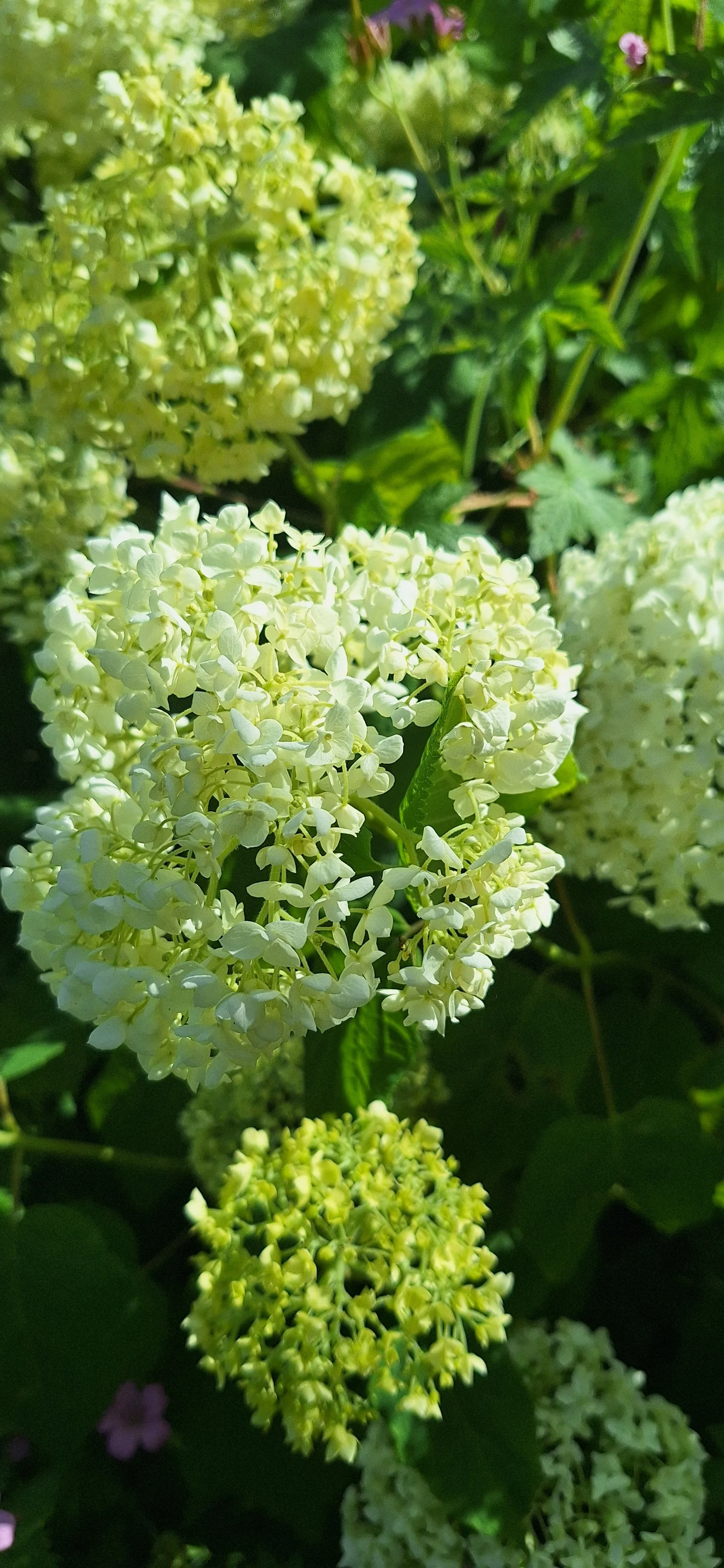 Wild hydrangea