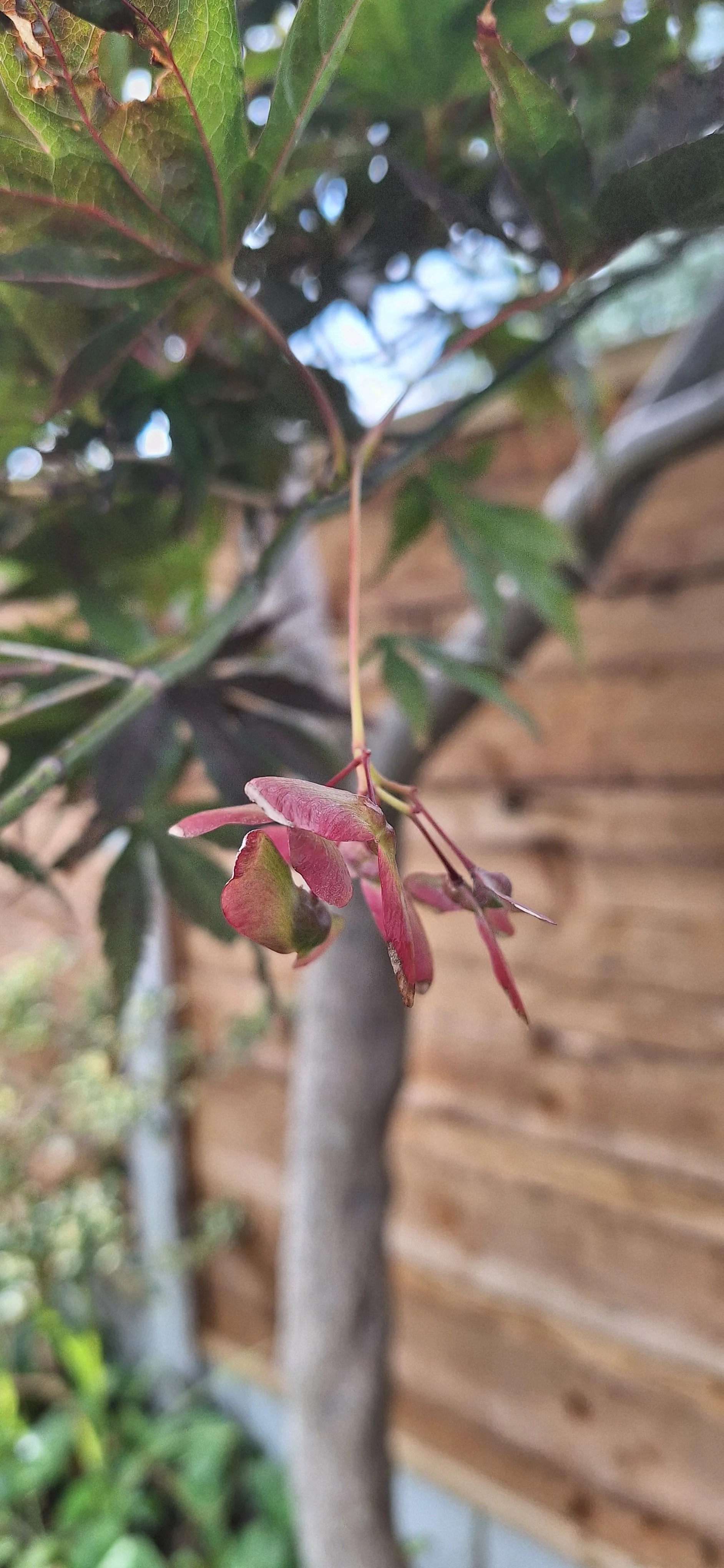 Flowering acer