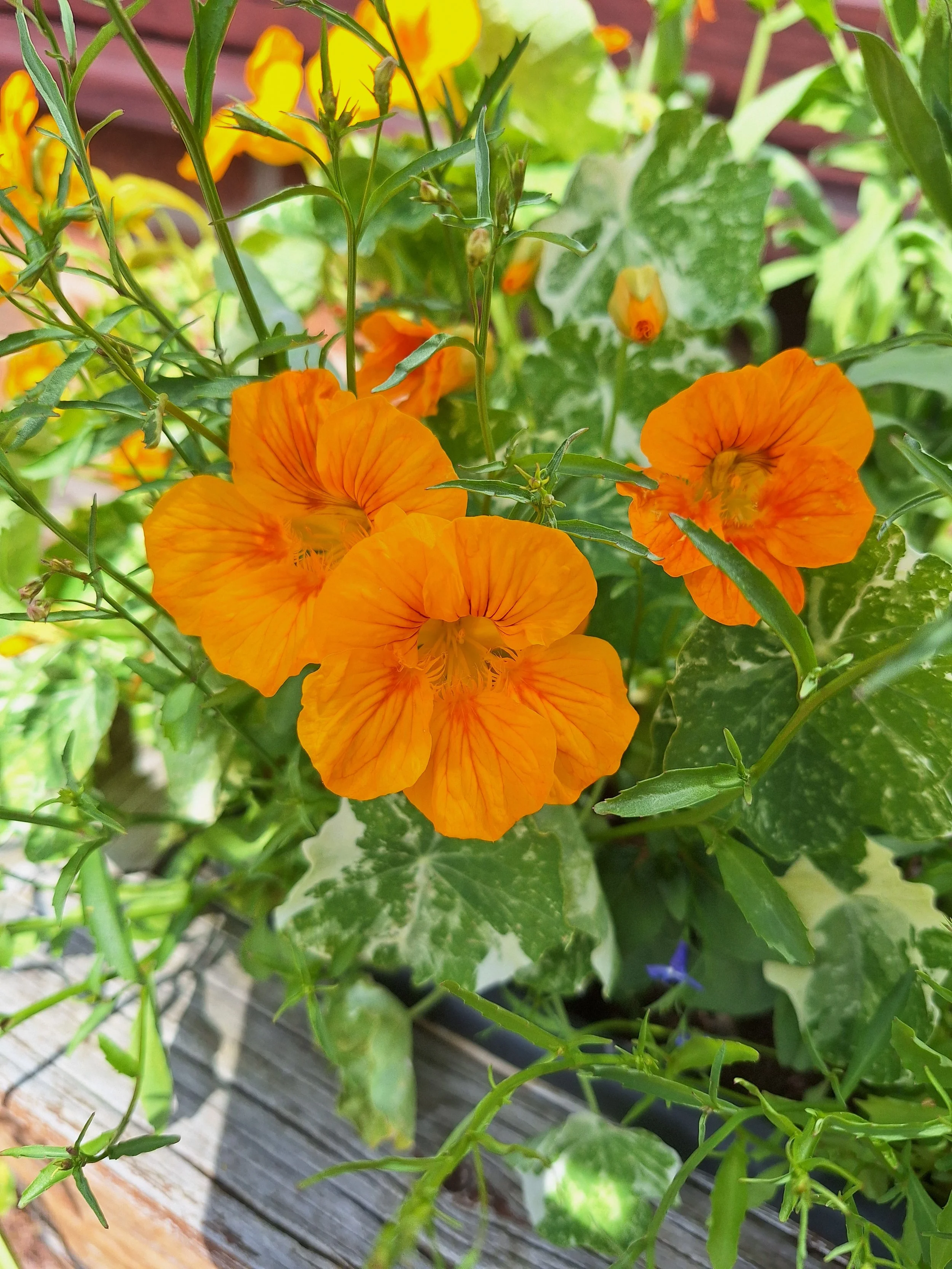 Nasturtium