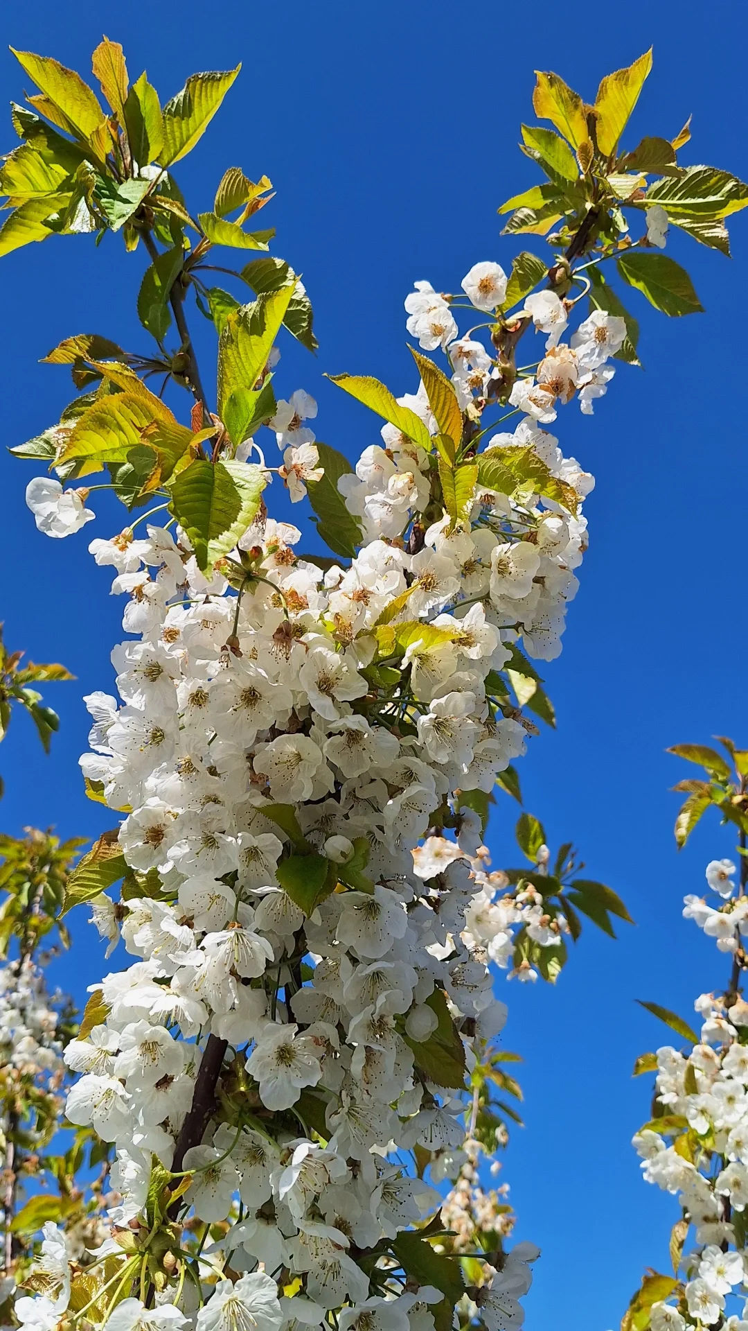 Apple blossom