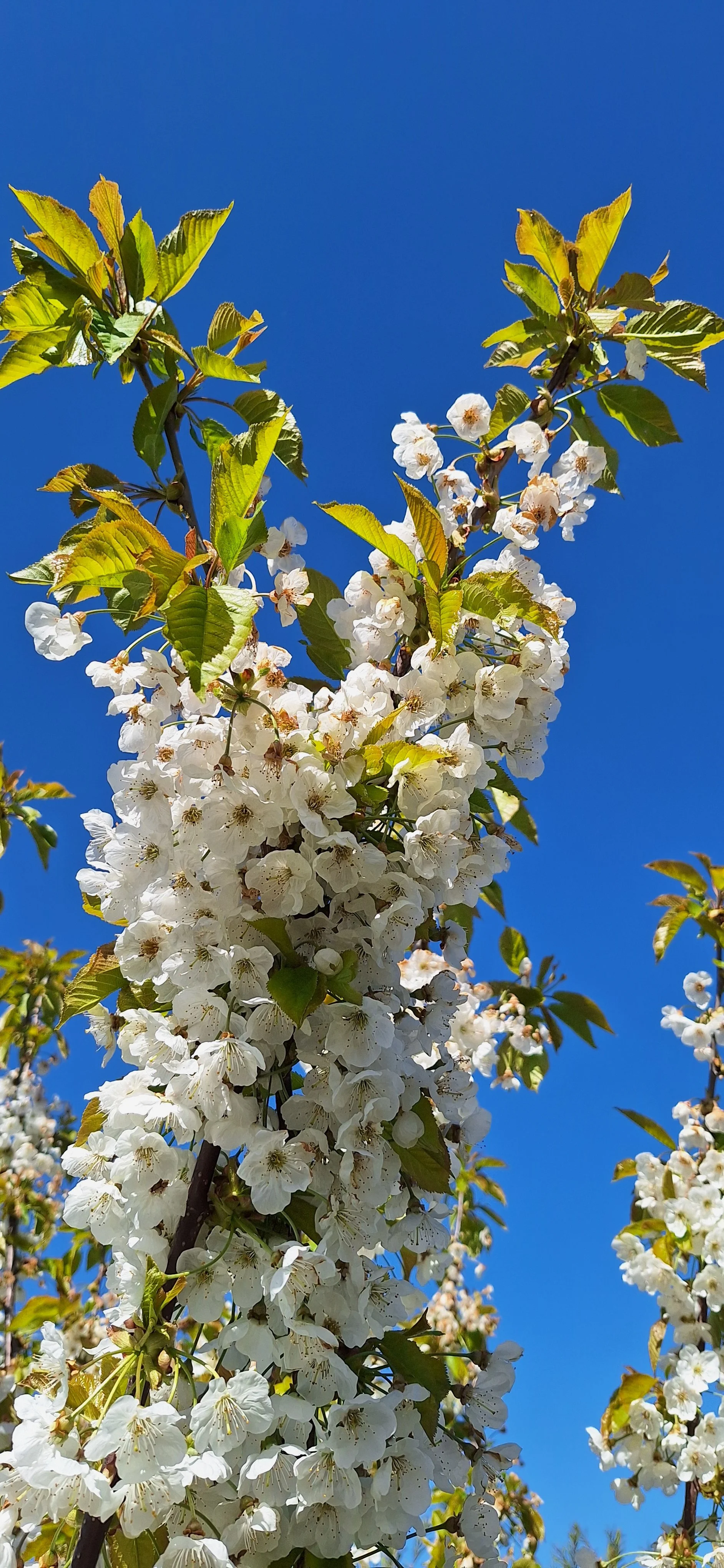 Blossom