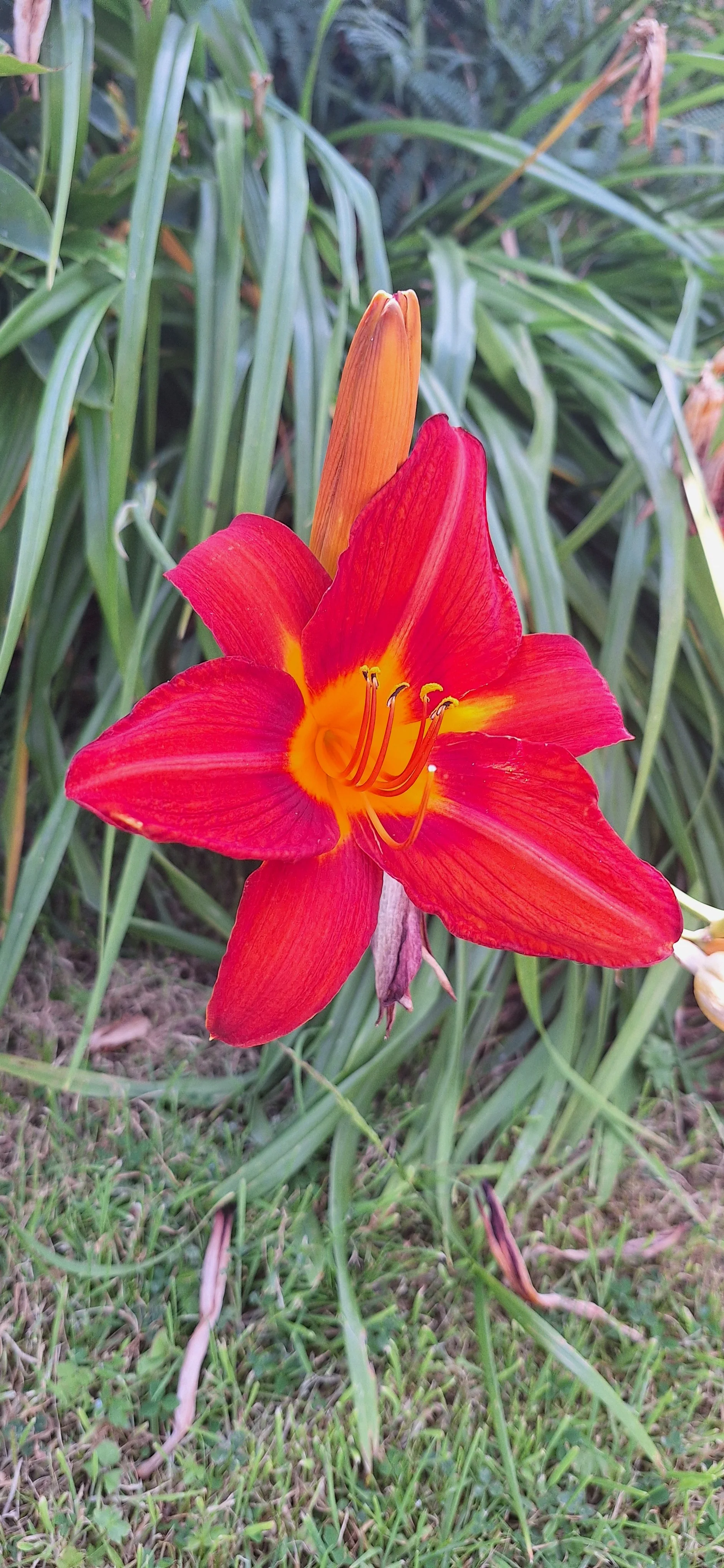 Day Lily