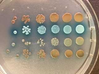 Yeast-two hybrid system 