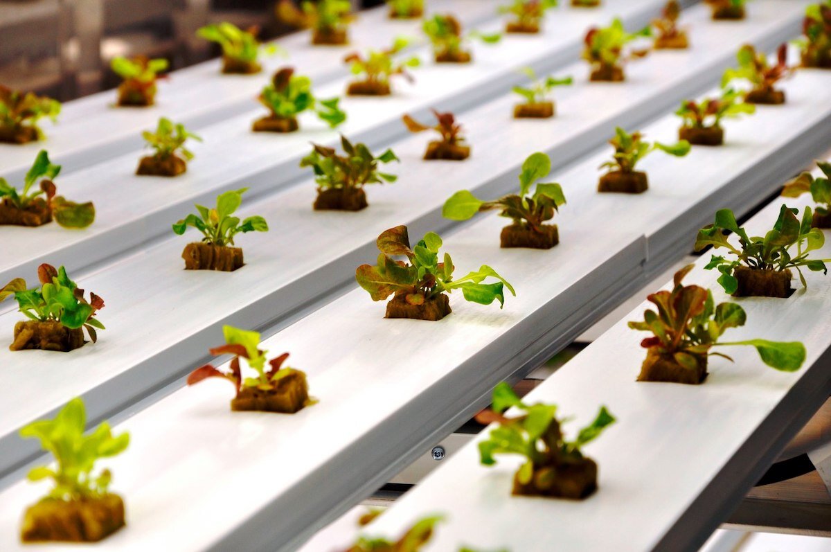 Leafy greens grow best in hydroponic systems because they grow quickly and at reliable volumes.