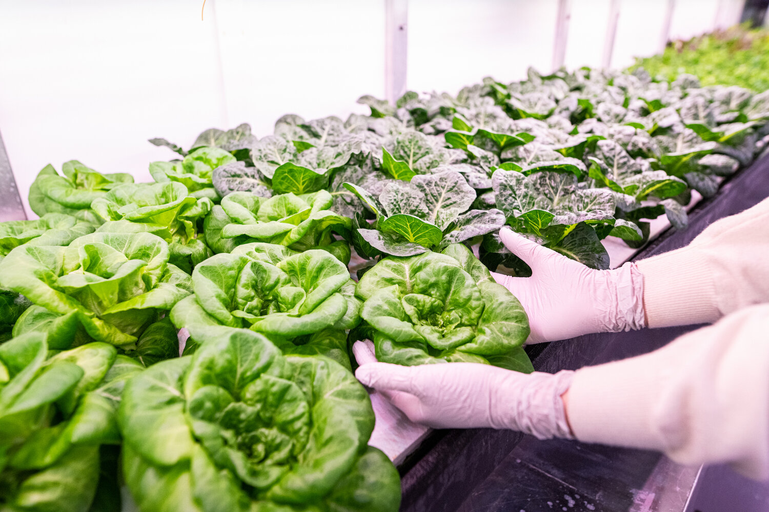 Lettuces, leafy greens (spinach, kale, arugula), Asian greens, herbs, and microgreens are just some of the produce varieties you can grow hydroponically.
