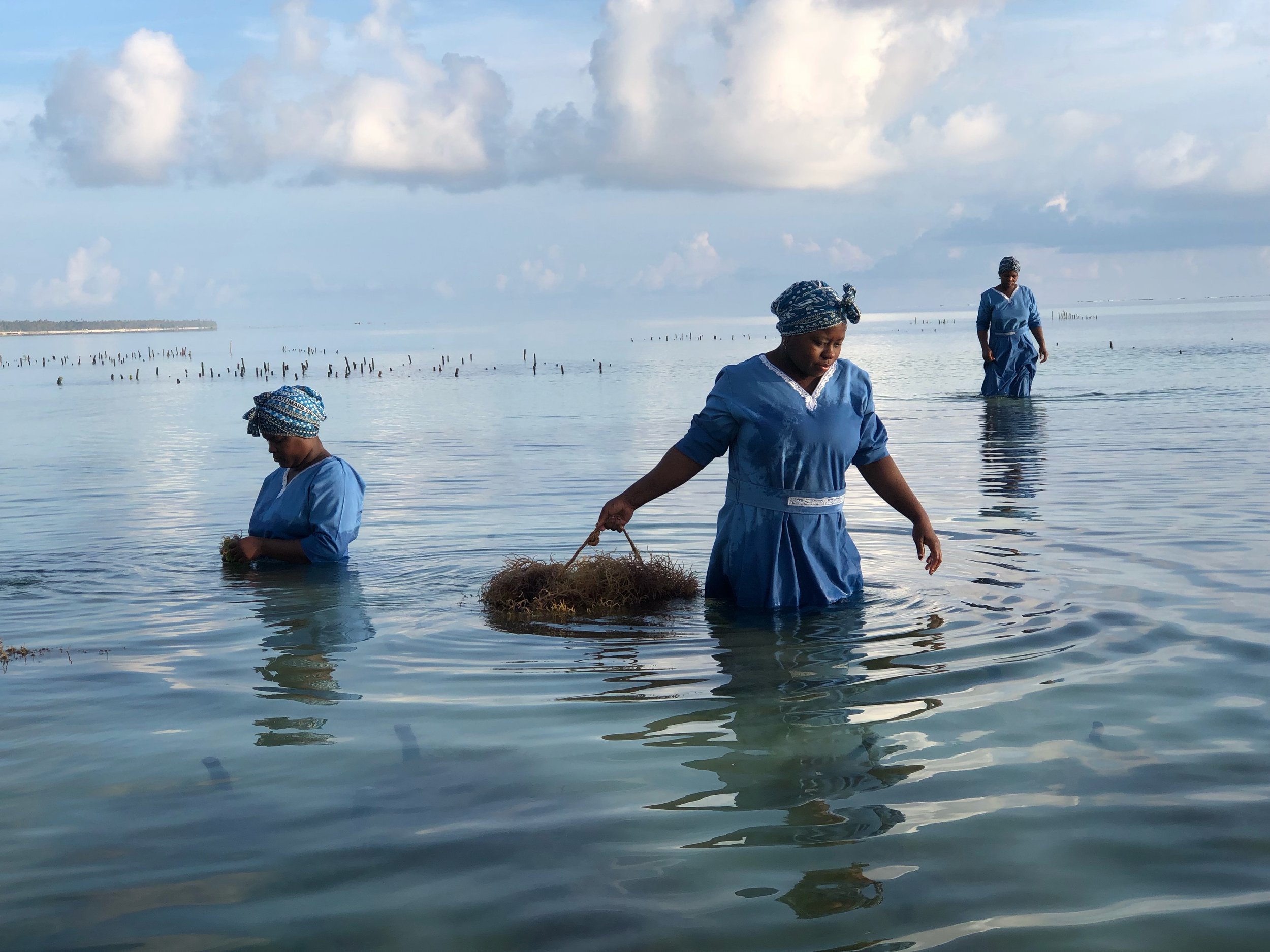 Zanzibar seaweed harvesting. Photo by Jo Munnik. On assignment for CNN.