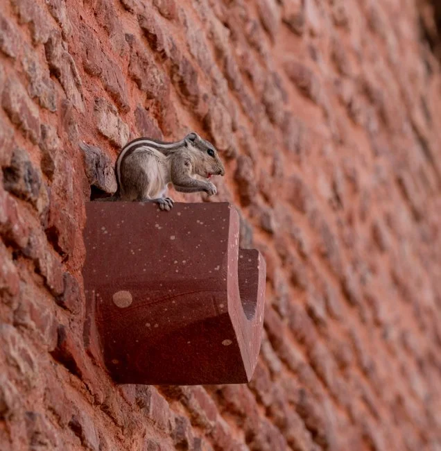 Meredith  (19 of 206).jpg