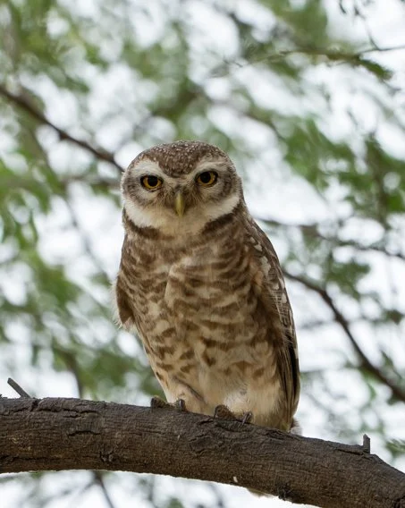 Meredith  (35 of 206).jpg