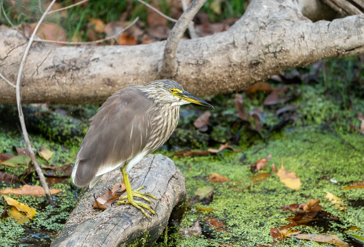 Meredith  (36 of 206).jpg