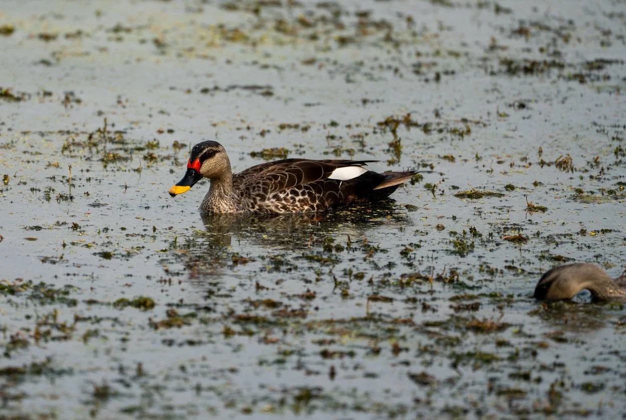 Meredith  (37 of 206).jpg