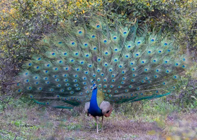 Meredith  (41 of 206).jpg