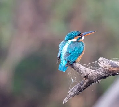 Meredith  (42 of 206).jpg