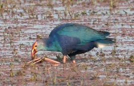 Meredith  (46 of 206).jpg