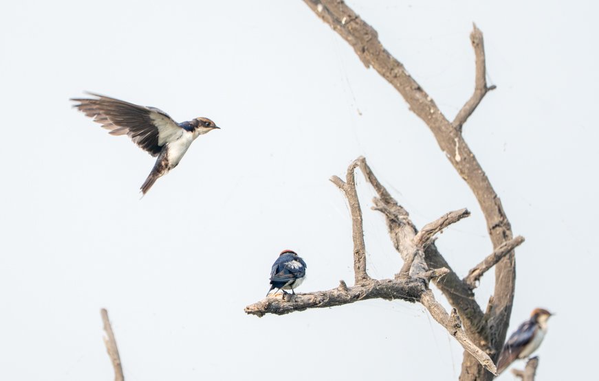 Meredith  (48 of 206).jpg