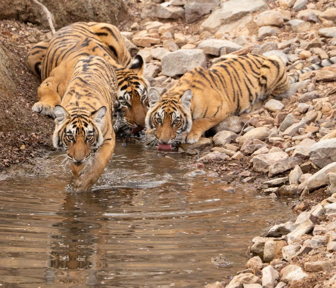 Meredith  (51 of 206).jpg