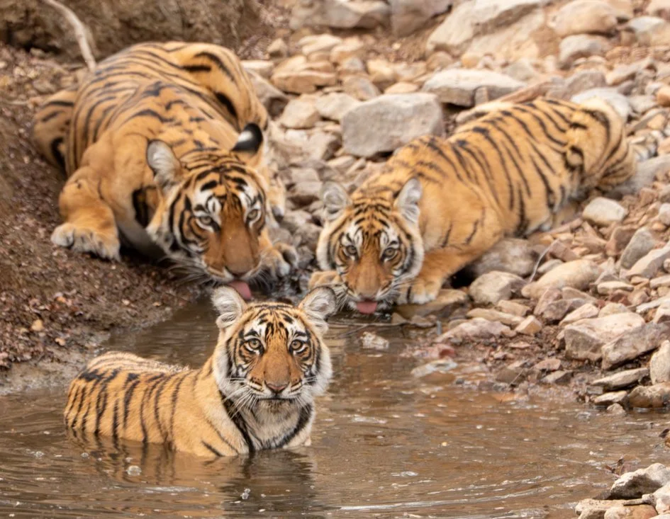 Meredith  (52 of 206).jpg