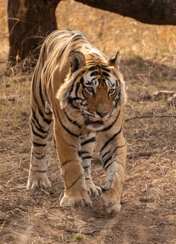 Meredith  (71 of 206).jpg