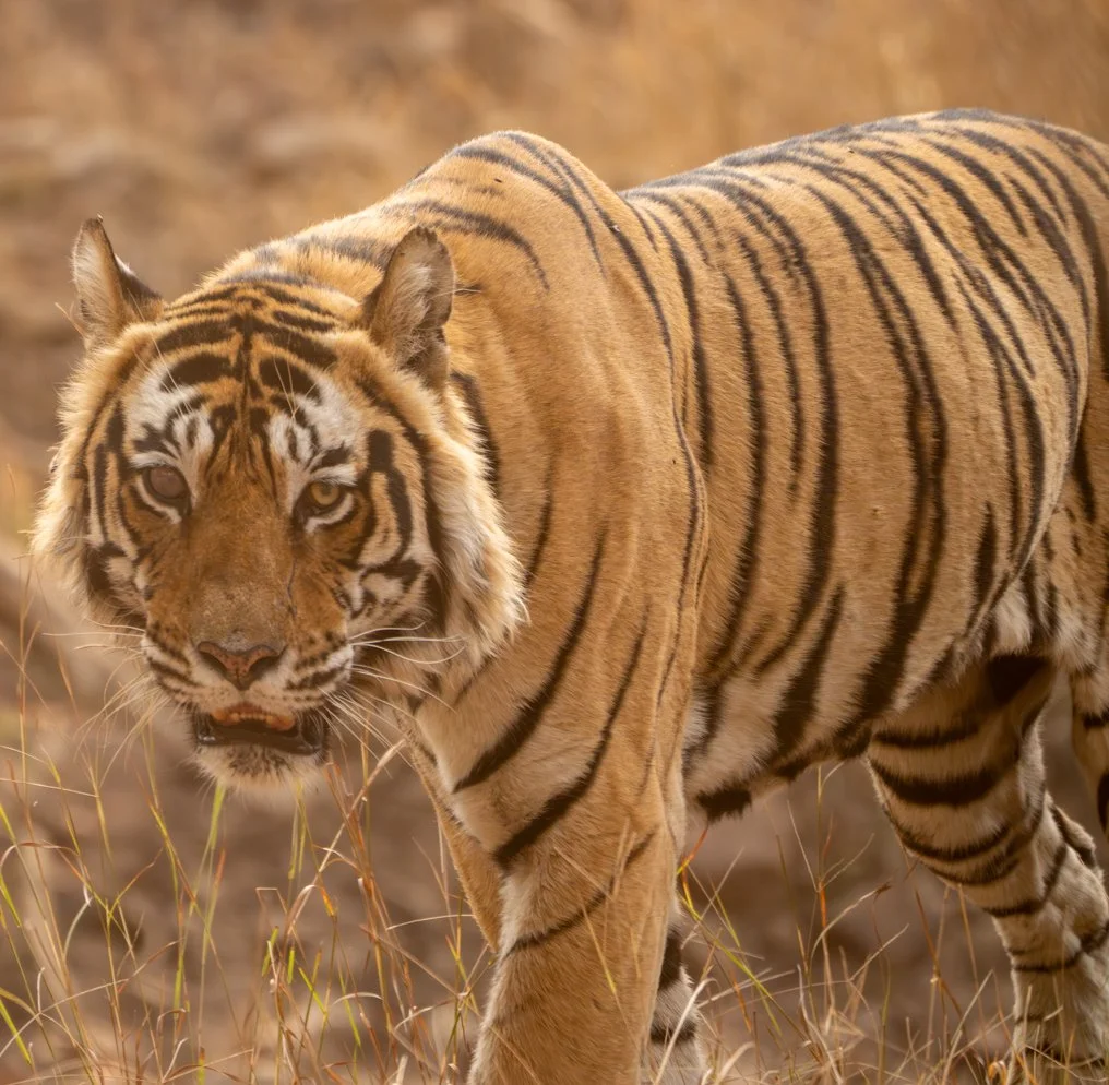 Meredith  (72 of 206).jpg