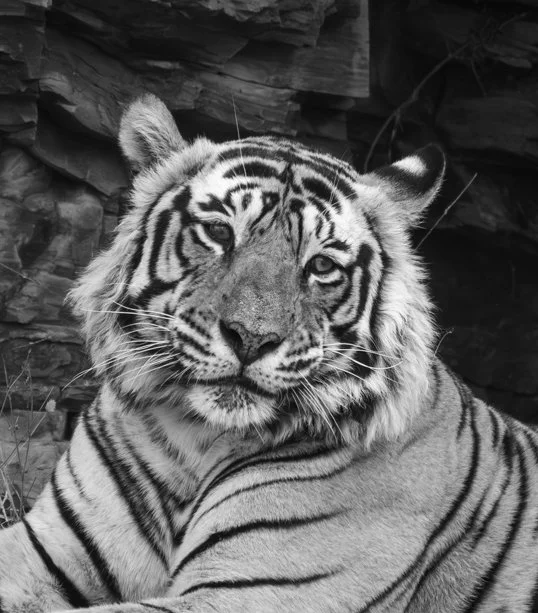 Meredith  (74 of 206).jpg