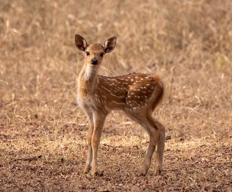 Meredith  (79 of 206).jpg