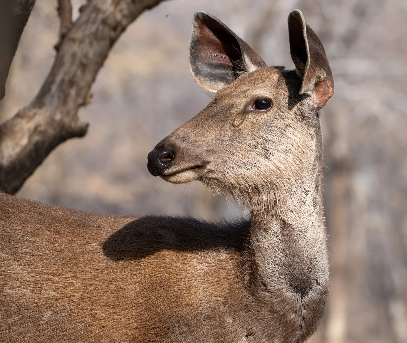 Meredith  (83 of 206).jpg