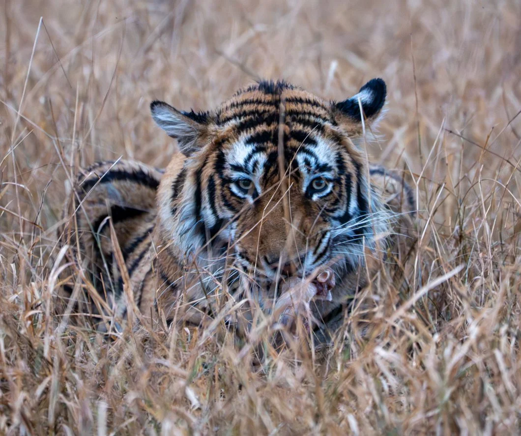 Meredith  (85 of 206).jpg