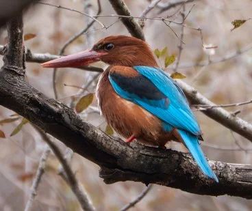 Meredith  (86 of 206).jpg