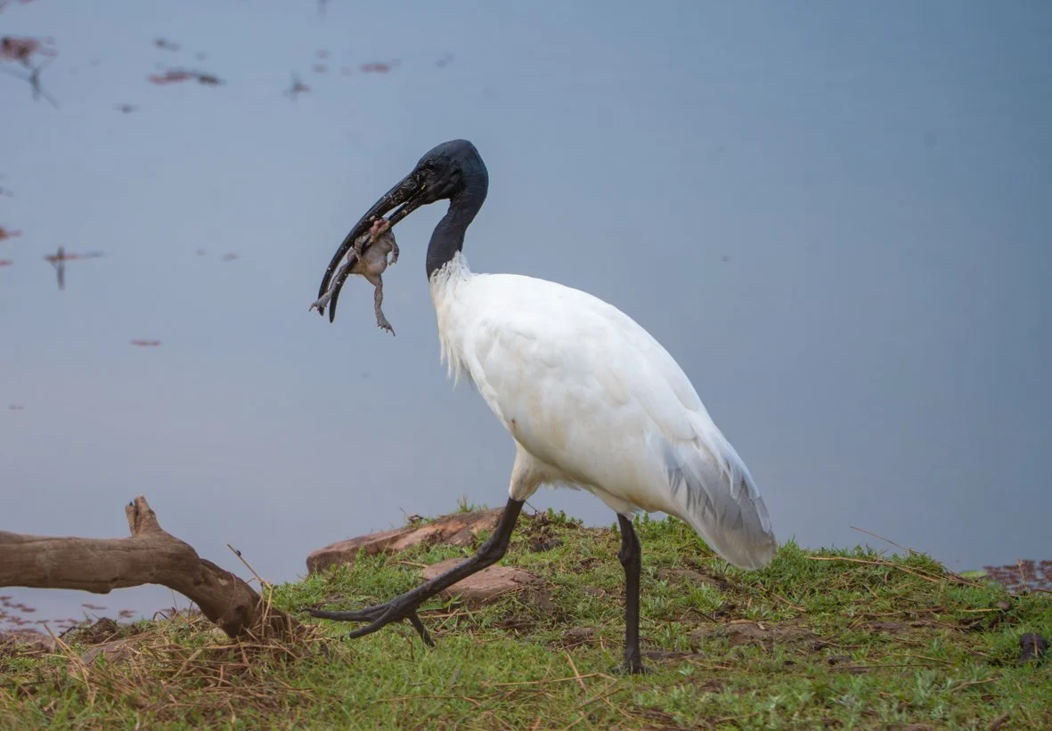 Meredith  (88 of 206).jpg