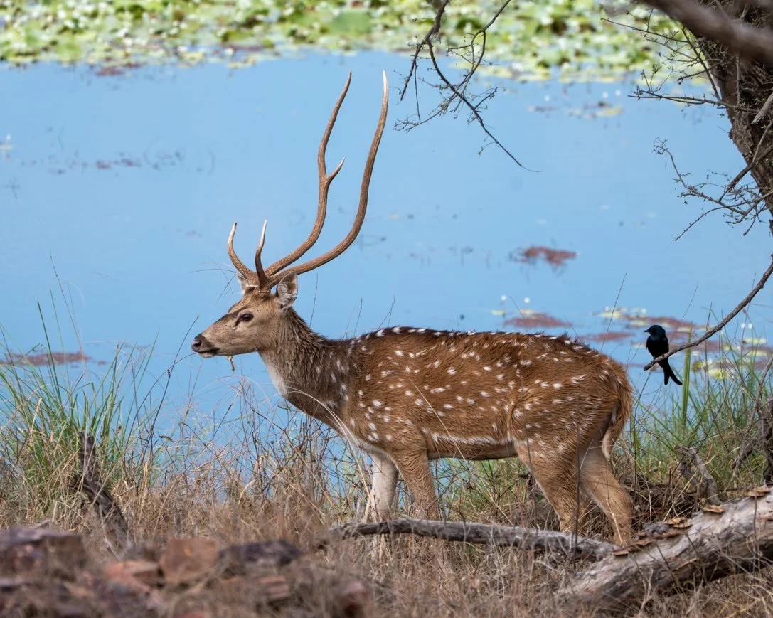 Meredith  (87 of 206).jpg