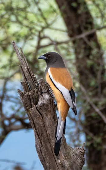 Meredith  (89 of 206).jpg