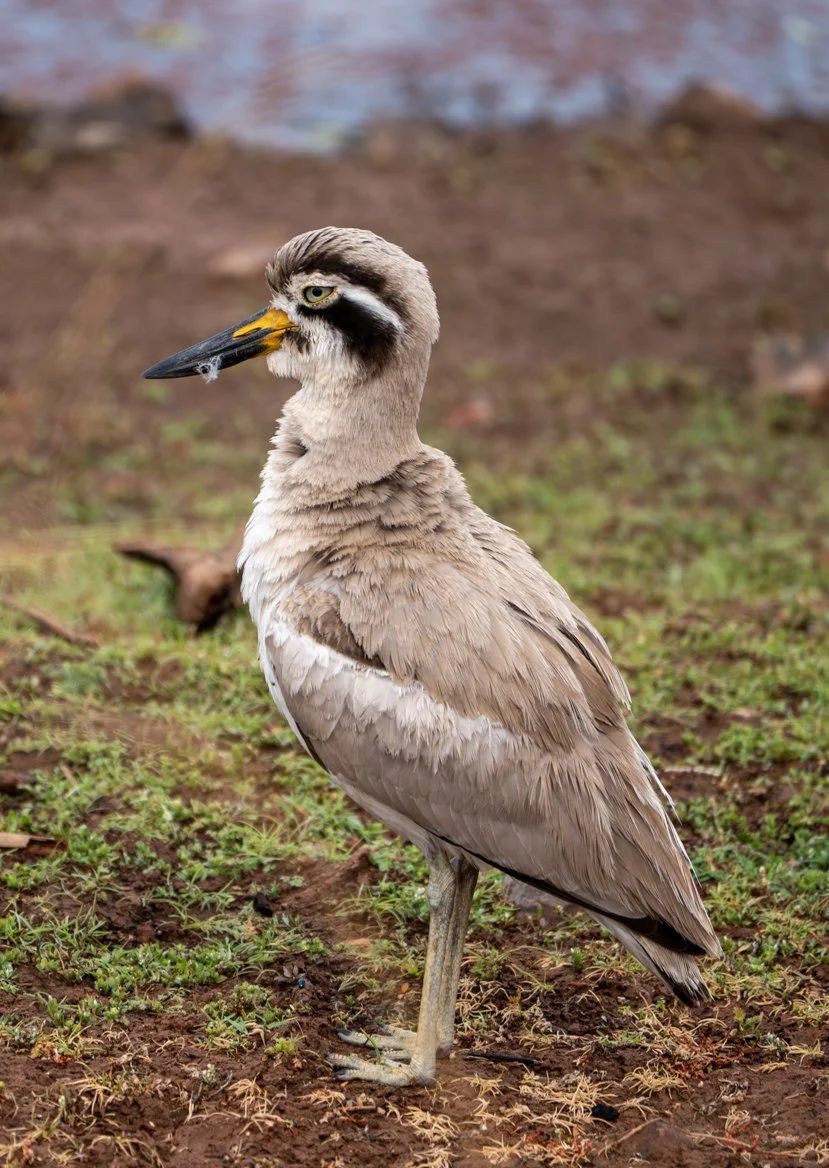 Meredith  (90 of 206).jpg