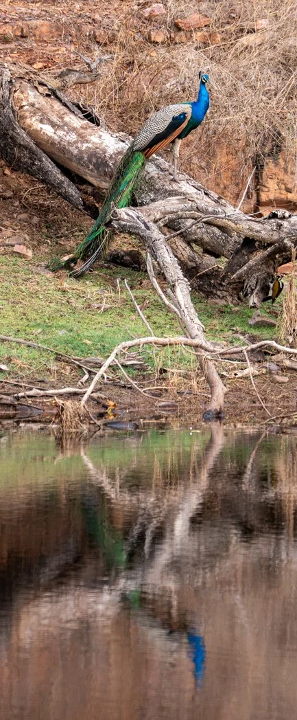 Meredith  (92 of 206).jpg