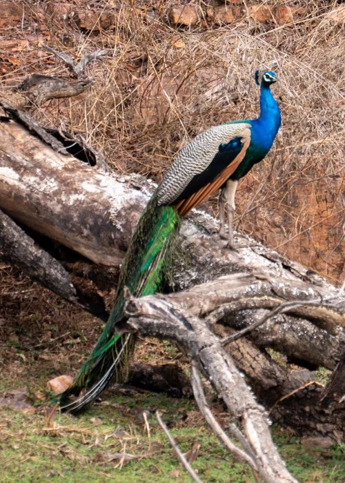 Meredith  (93 of 206).jpg