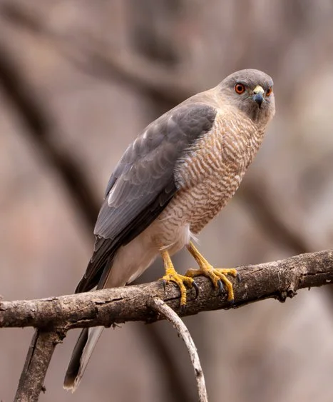 Meredith  (95 of 206).jpg