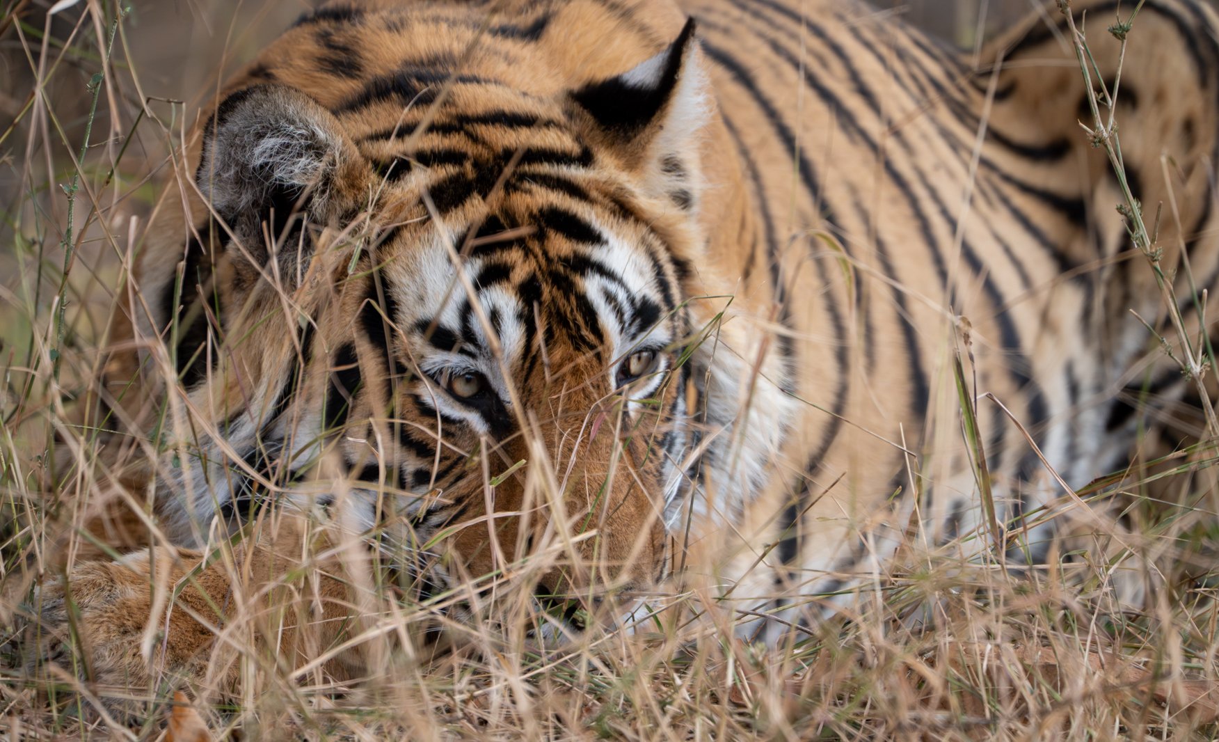 Meredith  (97 of 206).jpg