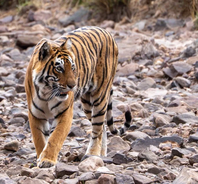 Meredith  (98 of 206).jpg