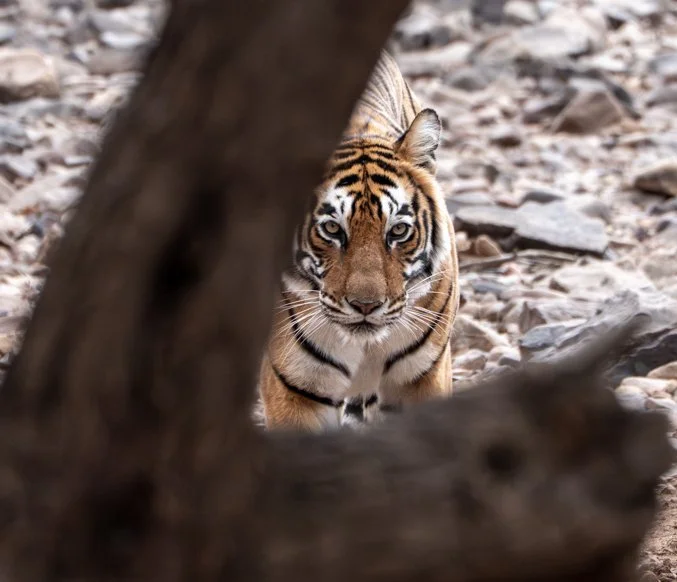 Meredith  (100 of 206).jpg