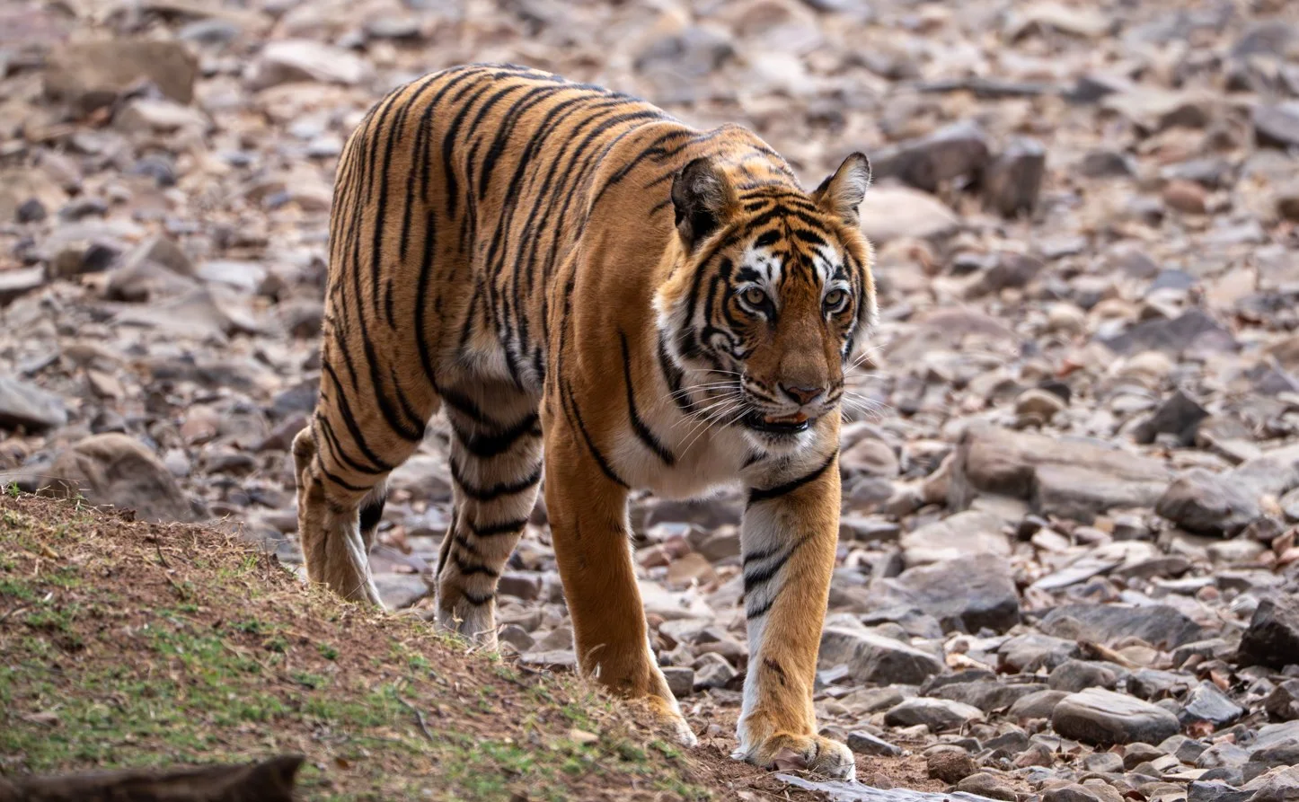 Meredith  (101 of 206).jpg