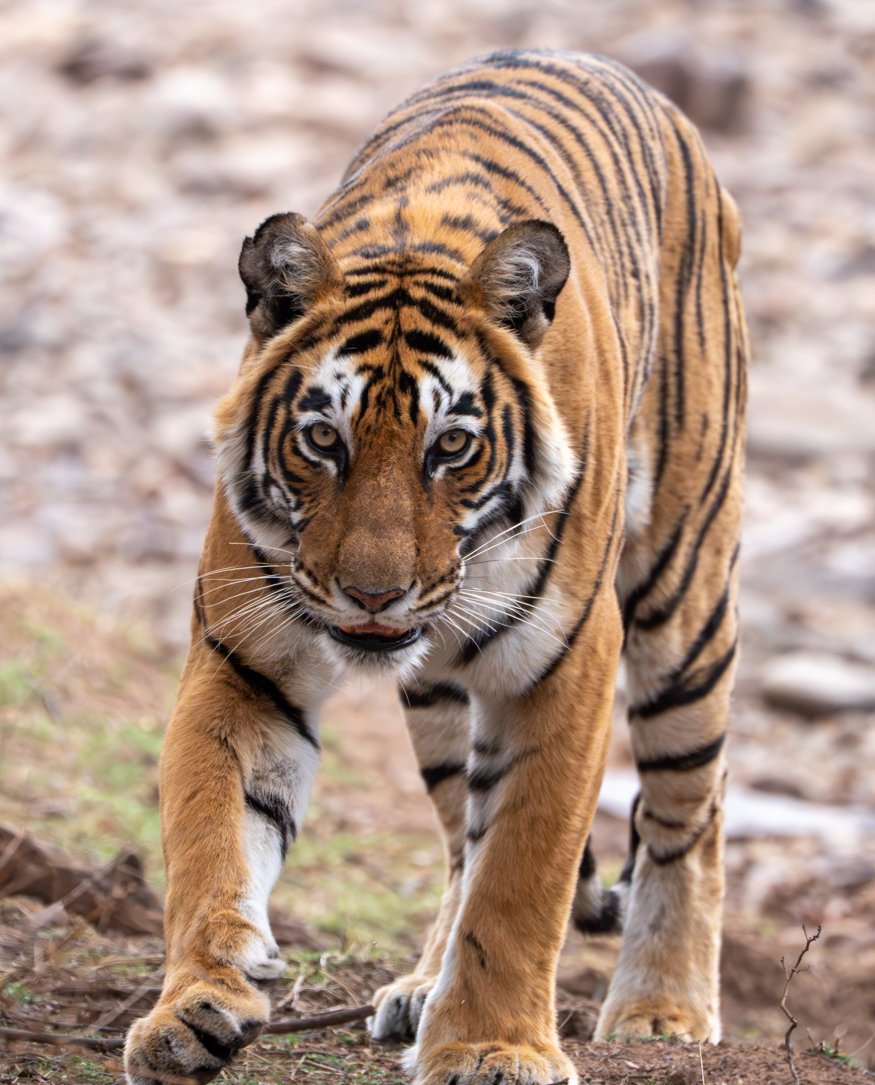 Meredith  (102 of 206).jpg