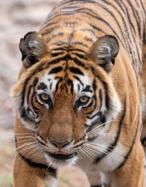 Meredith  (103 of 206).jpg