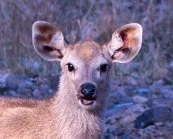 Meredith  (105 of 206).jpg